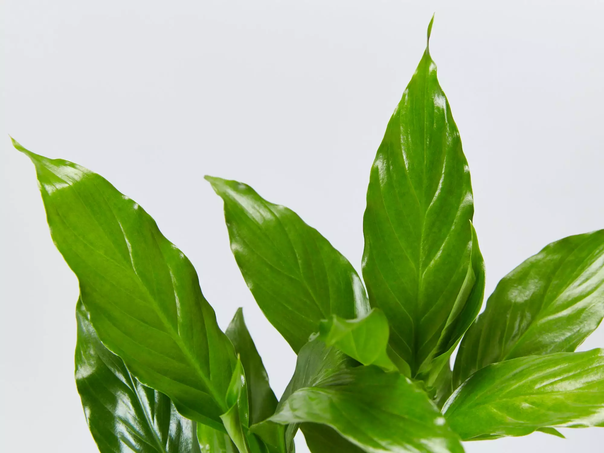 Low Light Indoor Plant Pack - Larger Size 4 Low Light Indoor Plant Pack - Larger Size - Image 2