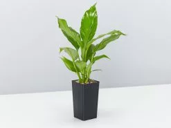 Peace Lily - Medium Grower -Plants in a Box Sales Shop SpathiphlllumSuperPetite single 0cf93fb4 911d 4e0b 9ae7 d36310ce02d6