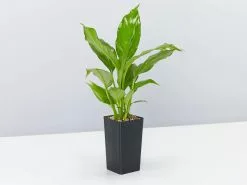 The Plant Killers Houseplant Pack 10 The Plant Killers Houseplant Pack -Plants in a Box Sales Shop SpathiphlllumSuperPetite single 1080x 7aee9aa3 71fb 4255 9797 549a3e594f1e