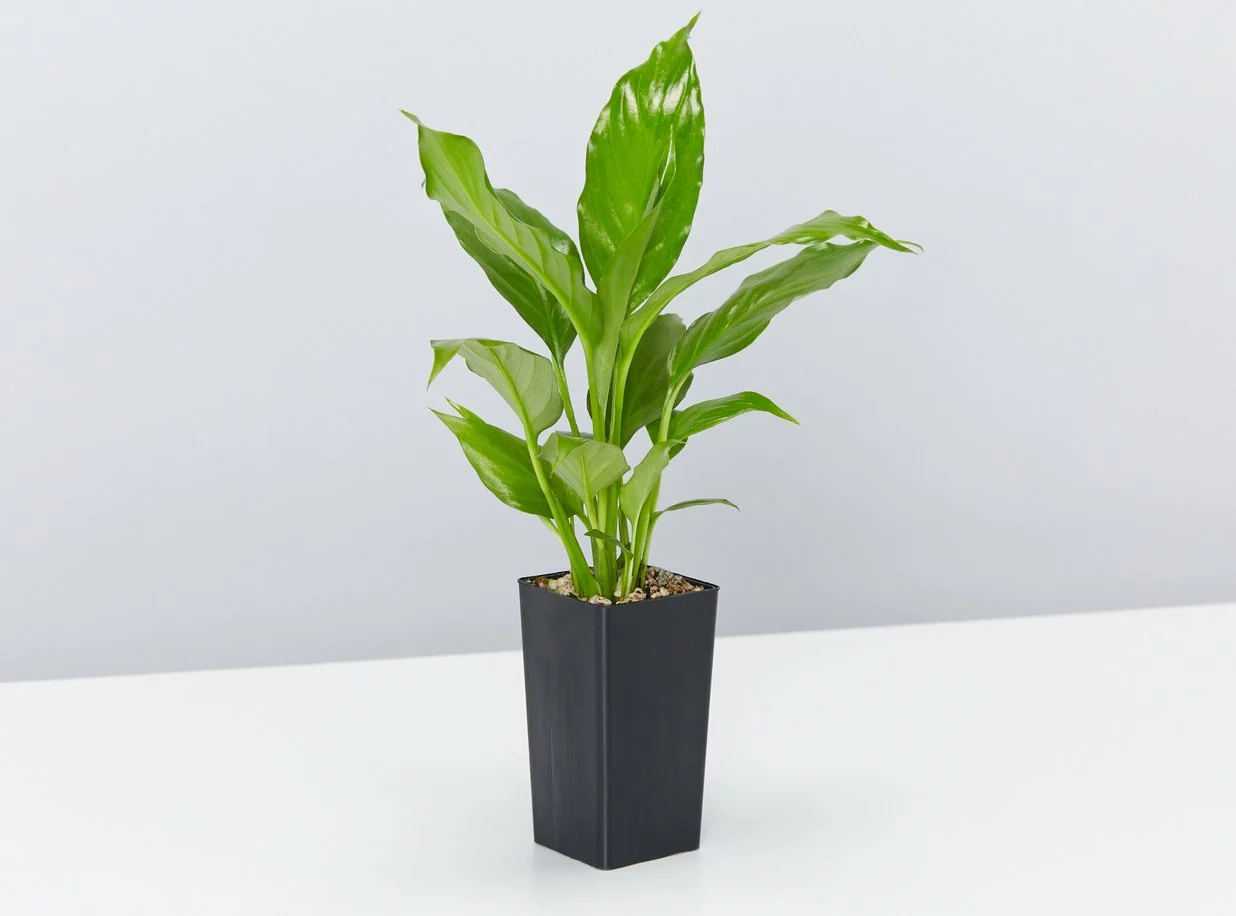 Plant-less Human Box - 8 Assorted Houseplants 9 Plant-less Human Box - 8 Assorted Houseplants - Image 7
