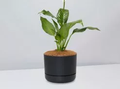 Peace Lily Gift Box - Pot + Plant + Soil Mix 23 Peace Lily Gift Box - Pot + Plant + Soil Mix -Plants in a Box Sales Shop Spathiphyllum Sweet Lauretta BlackPot ed9af5c1 ce90 47c8 857a 7d38d165e2d3