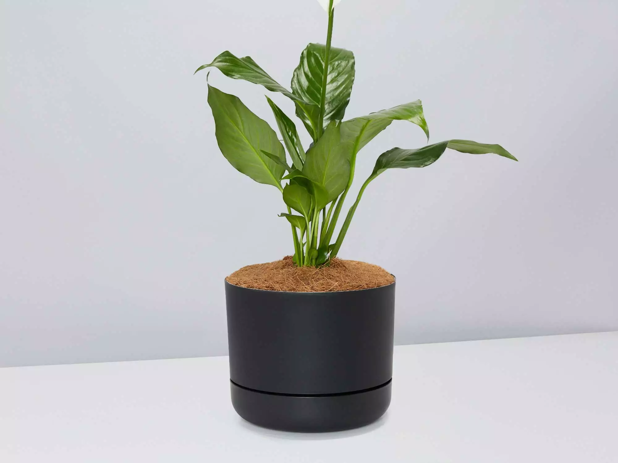 Peace Lily Gift Box - Pot + Plant + Soil Mix 6 Peace Lily Gift Box - Pot + Plant + Soil Mix - Image 4