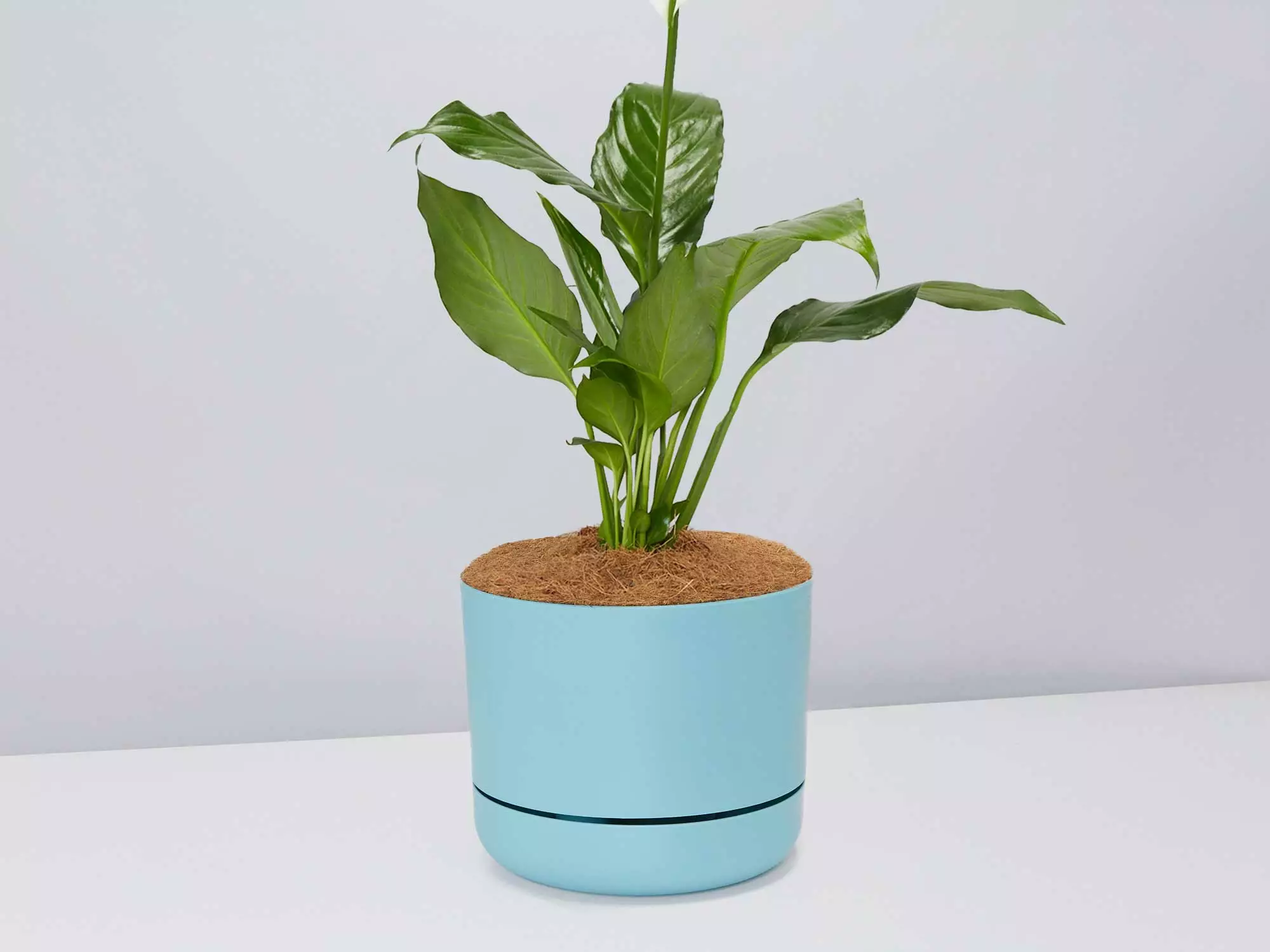 Peace Lily Gift Box - Pot + Plant + Soil Mix 7 Peace Lily Gift Box - Pot + Plant + Soil Mix - Image 5