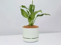Peace Lily Gift Box - Pot + Plant + Soil Mix 28 Peace Lily Gift Box - Pot + Plant + Soil Mix -Plants in a Box Sales Shop Spathiphyllum Sweet Lauretta FogPot b19e627f 782b 41b8 b399 edc8647187f1