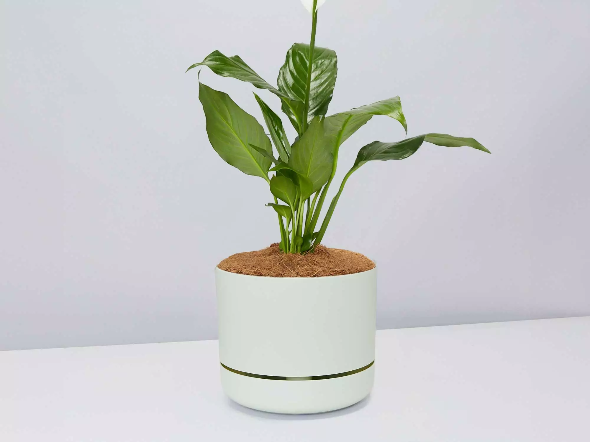 Peace Lily Gift Box - Pot + Plant + Soil Mix 11 Peace Lily Gift Box - Pot + Plant + Soil Mix - Image 9