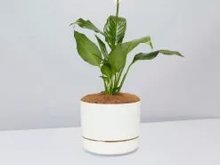 Peace Lily Gift Box - Pot + Plant + Soil Mix 29 Peace Lily Gift Box - Pot + Plant + Soil Mix -Plants in a Box Sales Shop Spathiphyllum Sweet Lauretta LinenPot 98828691 5ef4 4d47 85f7 53dcde627edc