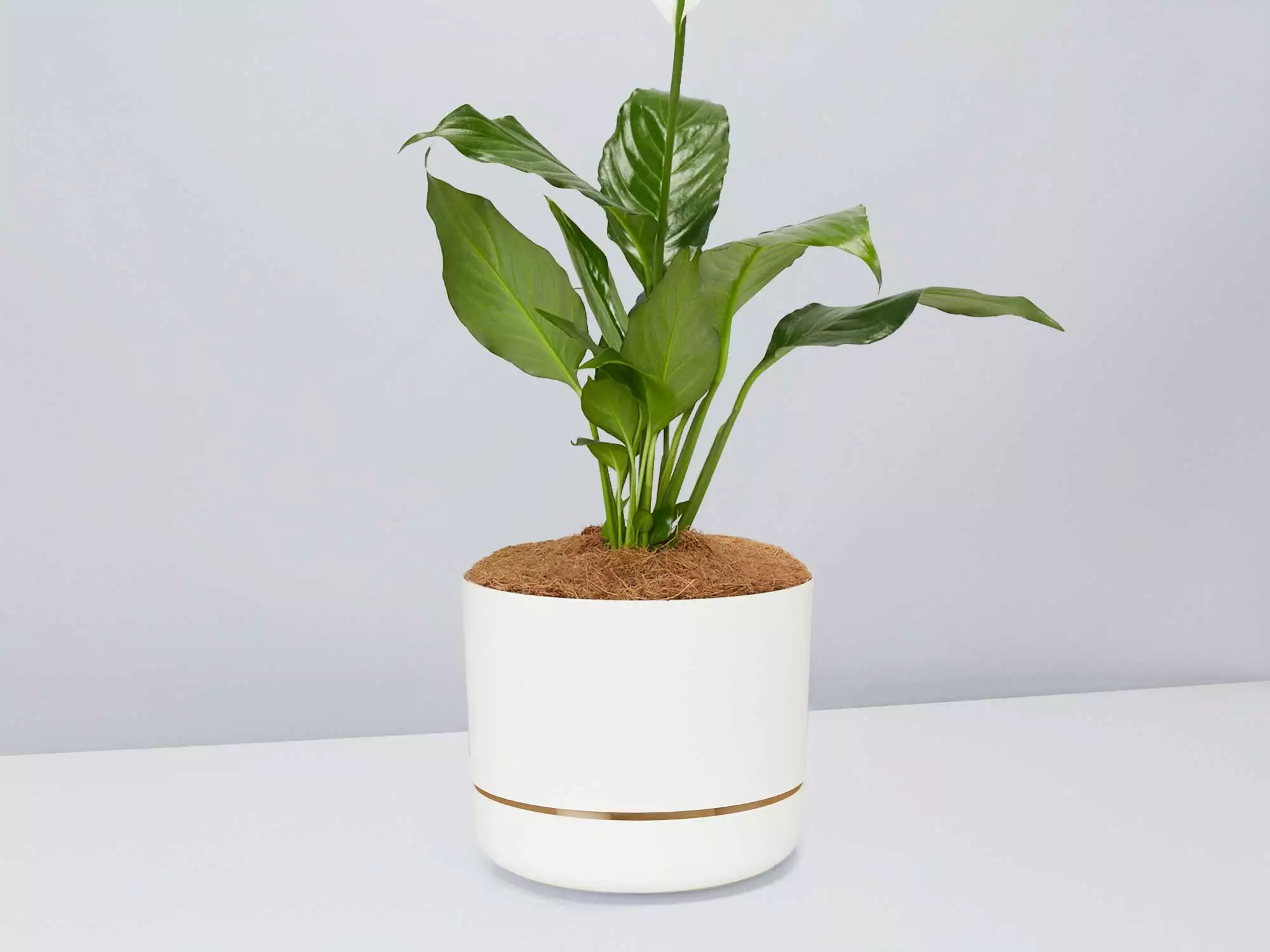 Peace Lily Gift Box - Pot + Plant + Soil Mix 12 Peace Lily Gift Box - Pot + Plant + Soil Mix - Image 10