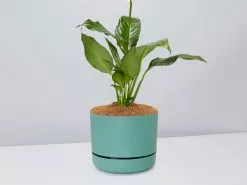 Peace Lily Gift Box - Pot + Plant + Soil Mix 30 Peace Lily Gift Box - Pot + Plant + Soil Mix -Plants in a Box Sales Shop Spathiphyllum Sweet Lauretta MossPot 8f345182 cebf 486b 83b7 38defdf0f25b