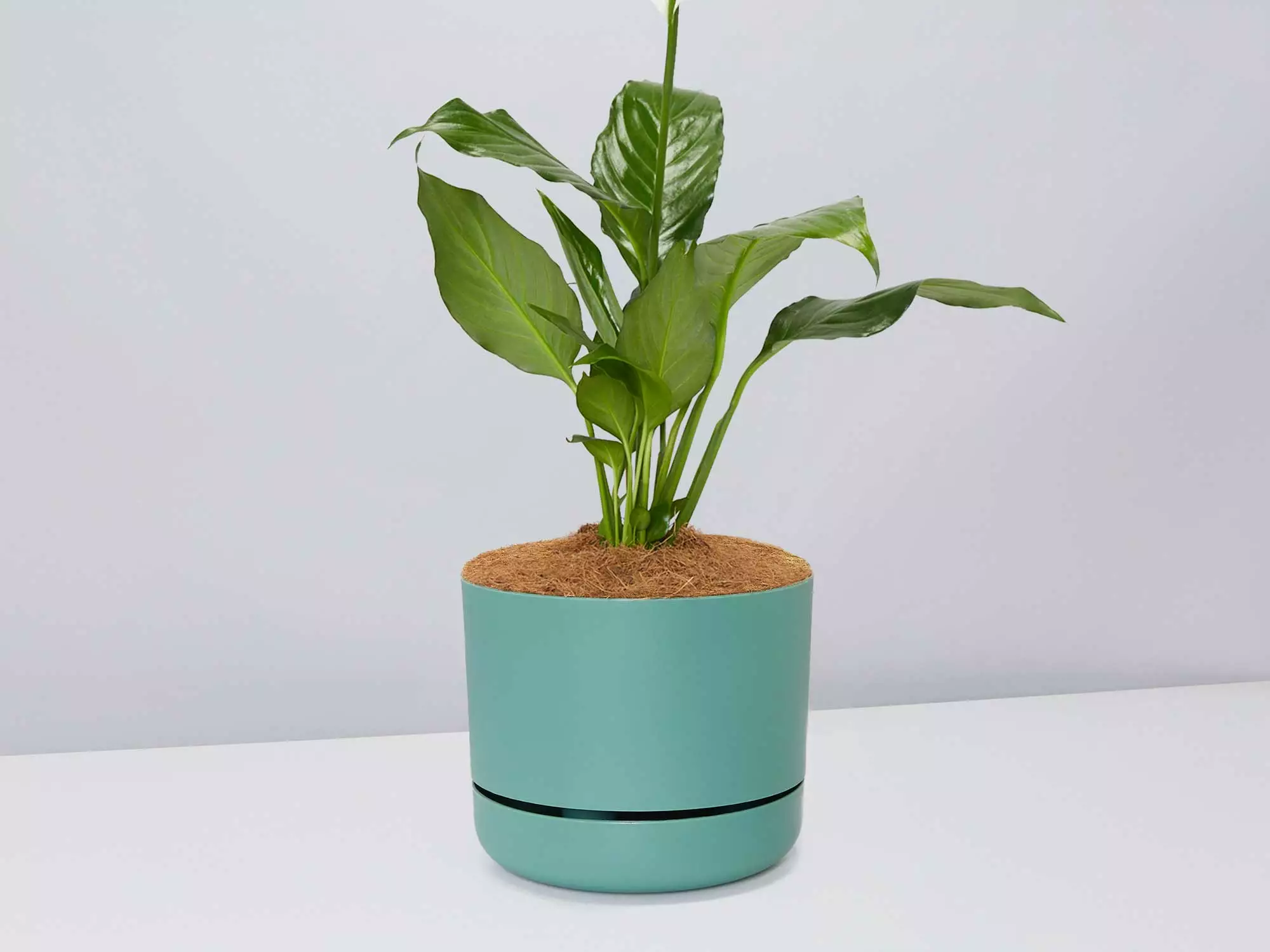 Peace Lily Gift Box - Pot + Plant + Soil Mix 13 Peace Lily Gift Box - Pot + Plant + Soil Mix - Image 11