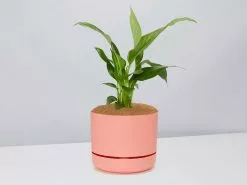 Peace Lily Gift Box - Pot + Plant + Soil Mix 22 Peace Lily Gift Box - Pot + Plant + Soil Mix -Plants in a Box Sales Shop Spathiphyllum Sweet Lauretta PersimmonPot b98d1be4 da67 40e3 9872 49e85324e81b
