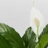 Potted Peace Lily - In Sky Blue Vessel -Plants in a Box Sales Shop SpathiphyllumFlowerBunch85mm detail 420a142d bbd9 420a af5c ab8710acb381