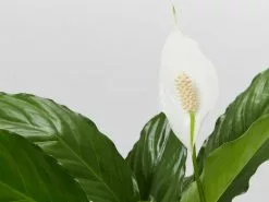 Potted Peace Lily - In Oatmeal Vessel -Plants in a Box Sales Shop SpathiphyllumFlowerBunch85mm detail 6ef87ba4 2913 4138 ad69 b22b72124053
