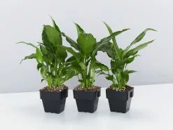 Peace Lily - Petite -Plants in a Box Sales Shop SpathiphyllumSuperPetite85mm 3plants 53a0630b be22 431b a916 e2ba3aeef845