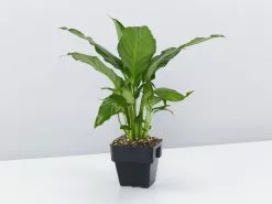 Peace Lily - Petite -Plants in a Box Sales Shop SpathiphyllumSuperPetite85mm single 1