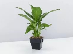 Peace Lily Gift Box - Pot + Plant + Soil Mix 32 Peace Lily Gift Box - Pot + Plant + Soil Mix -Plants in a Box Sales Shop SpathiphyllumSuperPetite85mm single 1 1080x 5d17f161 14a2 4d93 a31e 9cb1eb4e4458