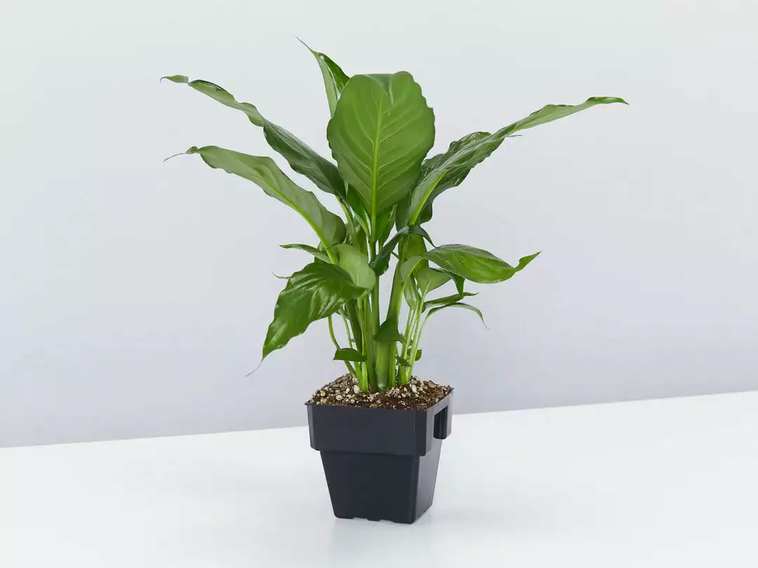 Peace Lily Gift Box - Pot + Plant + Soil Mix 15 Peace Lily Gift Box - Pot + Plant + Soil Mix - Image 13