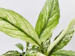 Peace Lily - Wallisii Sensation Variegated -Plants in a Box Sales Shop SpathiphyllumWaliisiiSensationVariegated detail 7ecb19a3 c9f6 4d60 bf13 37db41771aa1