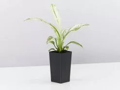 Peace Lily - Wallisii Sensation Variegated -Plants in a Box Sales Shop SpathiphyllumWaliisiiSensationVariegated single 91018b9e bc54 4f9a a599 20228d135f05