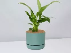 Peace Lily Gift Box - Pot + Plant + Soil Mix 27 Peace Lily Gift Box - Pot + Plant + Soil Mix -Plants in a Box Sales Shop Spathiphyllum CbGreenPot