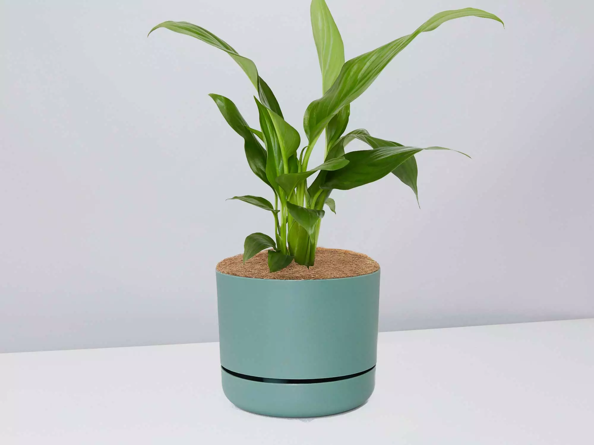Peace Lily Gift Box - Pot + Plant + Soil Mix 10 Peace Lily Gift Box - Pot + Plant + Soil Mix - Image 8