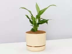 Peace Lily Gift Box - Pot + Plant + Soil Mix 25 Peace Lily Gift Box - Pot + Plant + Soil Mix -Plants in a Box Sales Shop SpathiphyllunVariety apricot large pot 5a1f4119 5e2b 46e3 9cea f8e8b5d54029