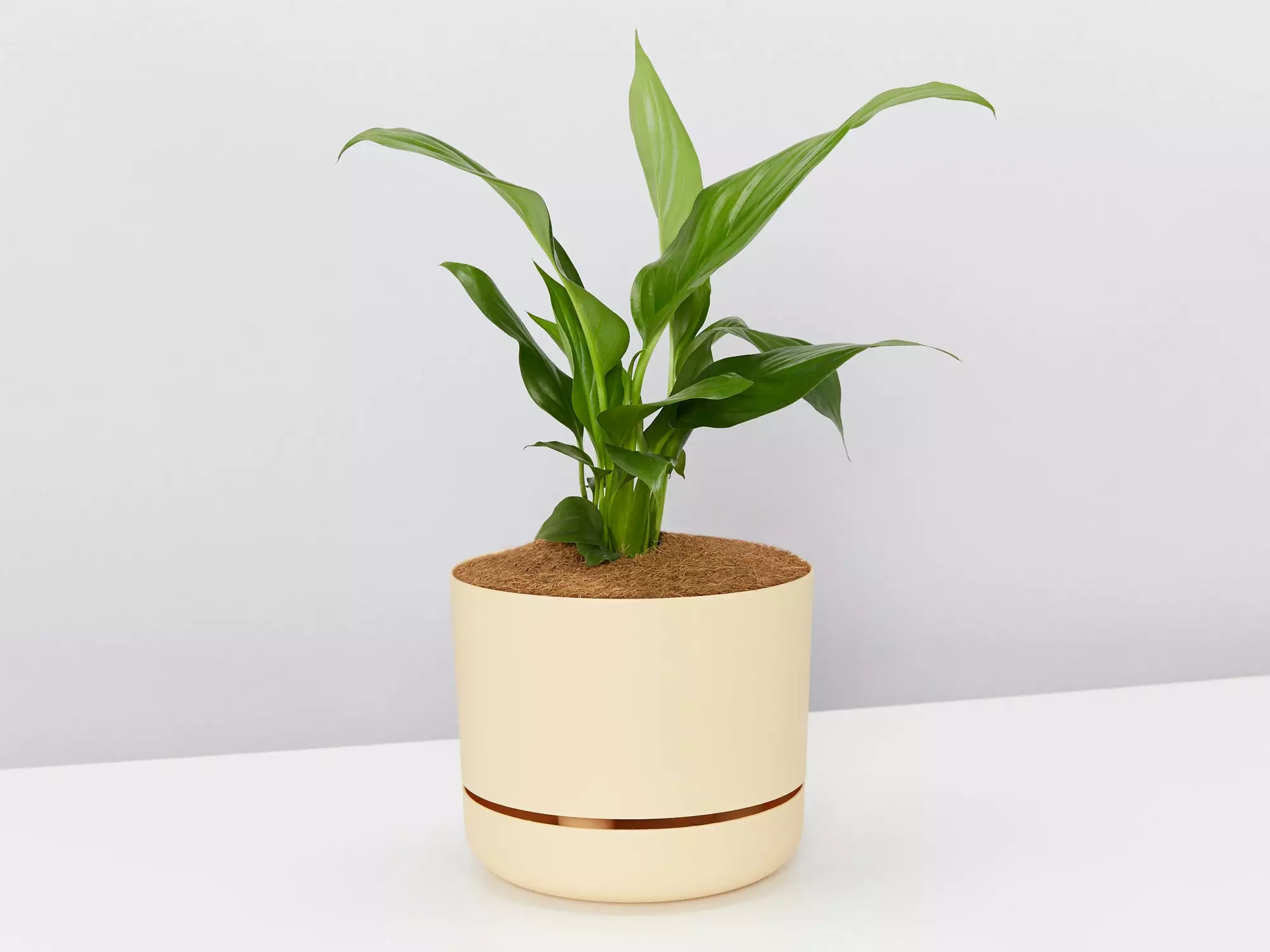 Peace Lily Gift Box - Pot + Plant + Soil Mix 8 Peace Lily Gift Box - Pot + Plant + Soil Mix - Image 6