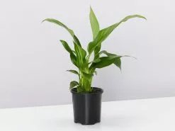 Potted Peace Lily - In Sky Blue Vessel 14 Potted Peace Lily - In Sky Blue Vessel -Plants in a Box Sales Shop SpathiphyllunVariety single cdcb30fa 850c 4cc5 b87d df362b941450