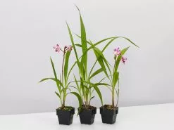 Spathoglottis Far Out Freckles - Larger Size