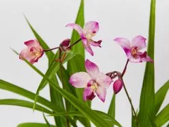 Assorted Box Of Flowering Orchids 'Spathoglottis' - Larger Size 15 Assorted Box Of Flowering Orchids 'Spathoglottis' - Larger Size -Plants in a Box Sales Shop SpathoglottisFarOutFreckles detail f223cfdc 96dd 4c87 951e c29d2e4e8e90