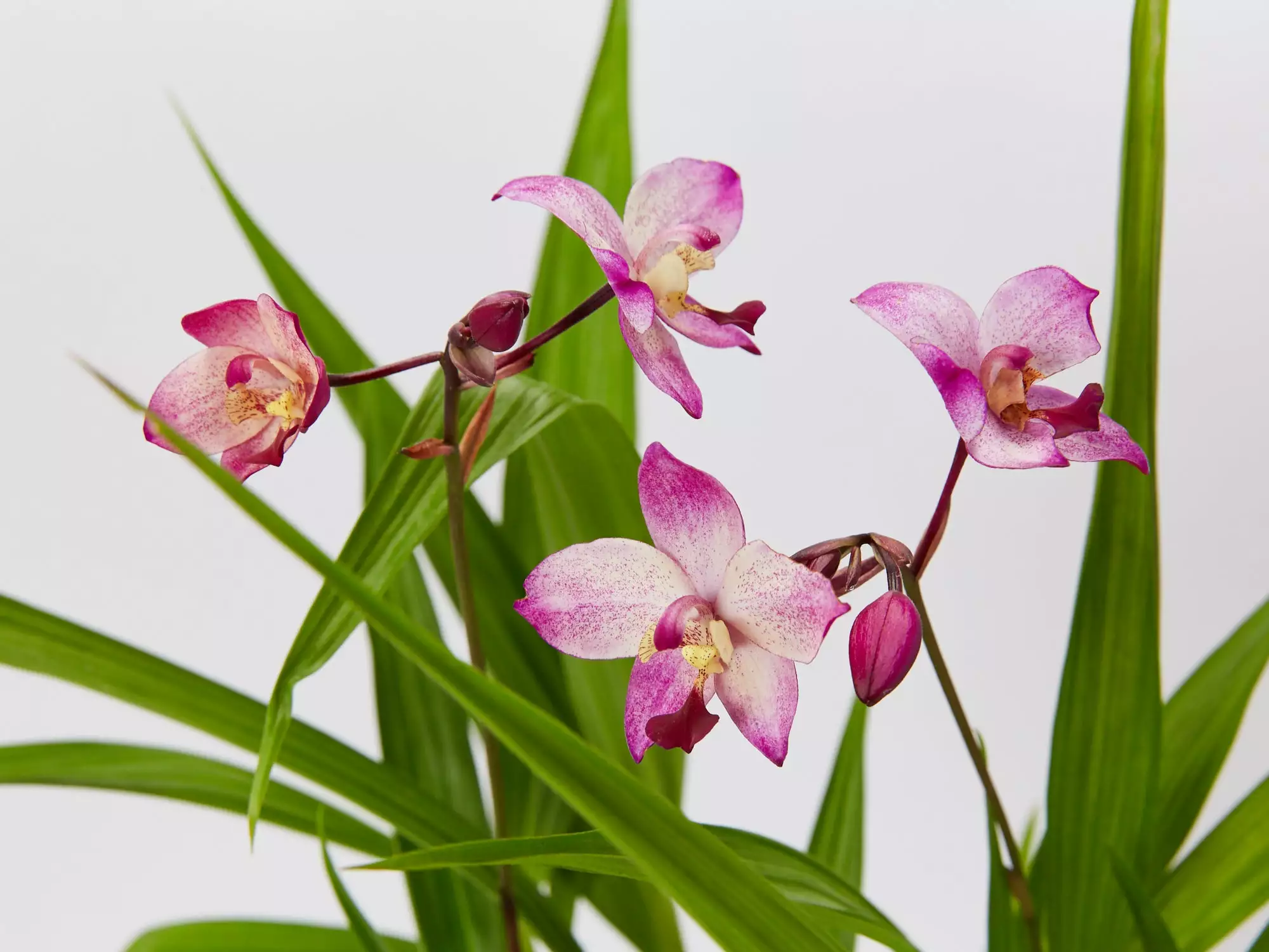 Assorted Box Of Flowering Orchids 'Spathoglottis' - Larger Size 8 Assorted Box Of Flowering Orchids 'Spathoglottis' - Larger Size - Image 6