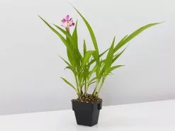 Spathoglottis Far Out Freckles - Larger Size -Plants in a Box Sales Shop SpathoglottisFarOutFreckles single