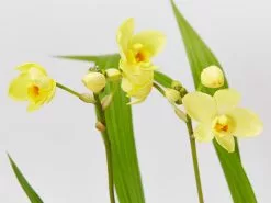 Assorted Box Of Flowering Orchids 'Spathoglottis' - Larger Size