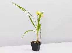 Assorted Box Of Flowering Orchids 'Spathoglottis' - Larger Size 13 Assorted Box Of Flowering Orchids 'Spathoglottis' - Larger Size -Plants in a Box Sales Shop SpathoglottisLemonKiss single e173f9ff 8df6 4e2b a4b6 8b8bbd03b8b0