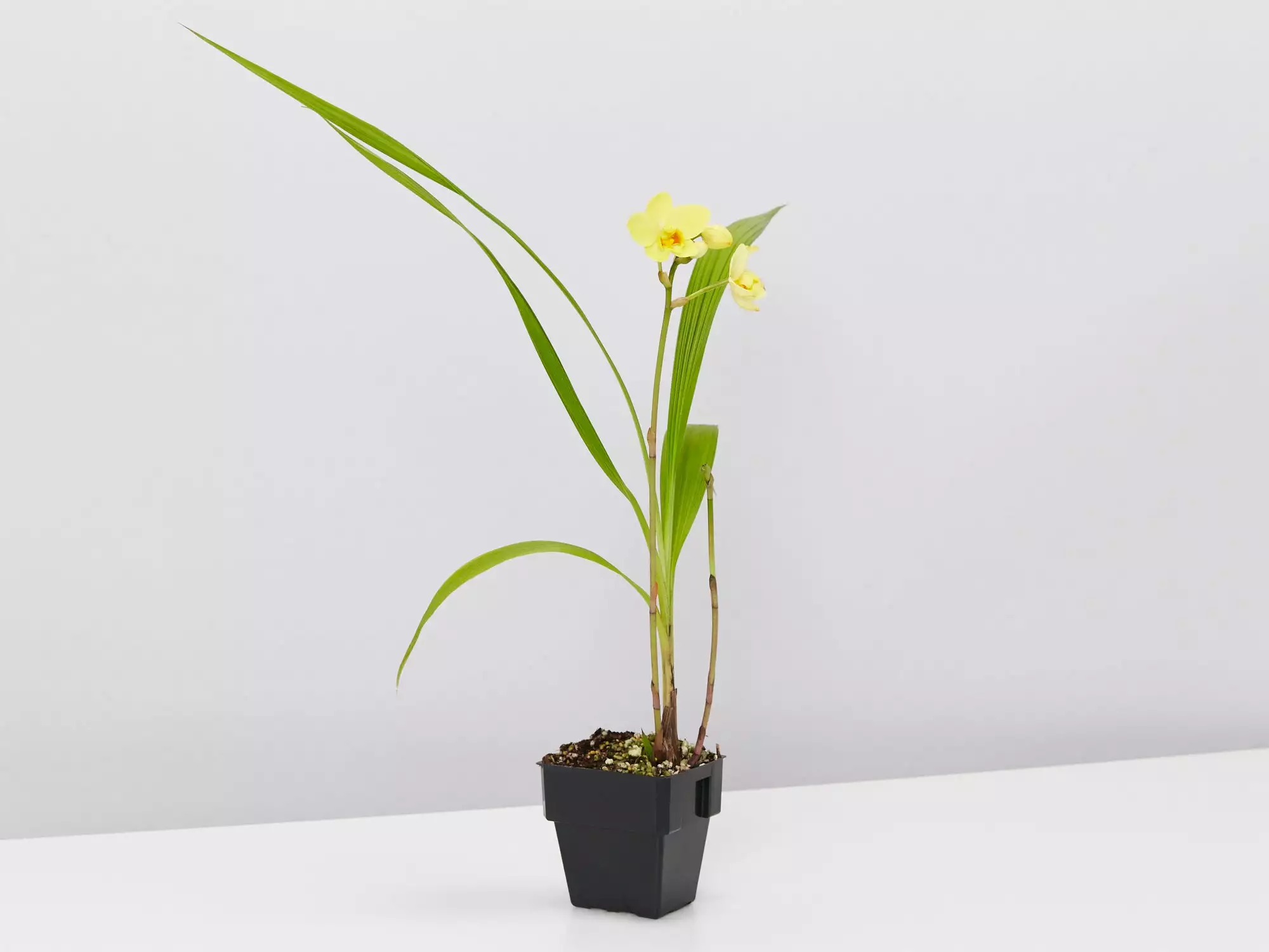 Assorted Box Of Flowering Orchids 'Spathoglottis' - Larger Size 6 Assorted Box Of Flowering Orchids 'Spathoglottis' - Larger Size - Image 4