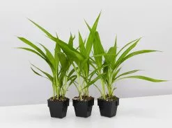 Spathoglottis Plicata Snow Angel 85mm