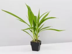 Spathoglottis Plicata Snow Angel 85mm -Plants in a Box Sales Shop SpathoglottisSnowAngel single