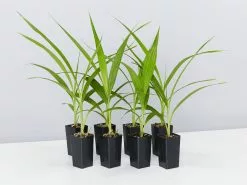 Spathoglottis Rockin Plum