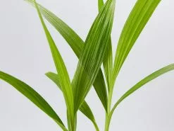 Spathoglottis Plicata Snow Angel -Plants in a Box Sales Shop Spathoglottis detail eaa70fb1 fcd7 4b73 be33 852871c7256a