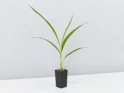 Spathoglottis Plicata Snow Angel -Plants in a Box Sales Shop Spathoglottis single 0c1f7d1d a484 4661 a02e a0e2f03ead7b