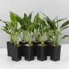 Peace Lily - Jet Diamond Variegated Leaf -Plants in a Box Sales Shop SpathyphlyyumJetDiamond 8plants 6295175d 1bf5 4734 a87e 2fa942c0a6fd