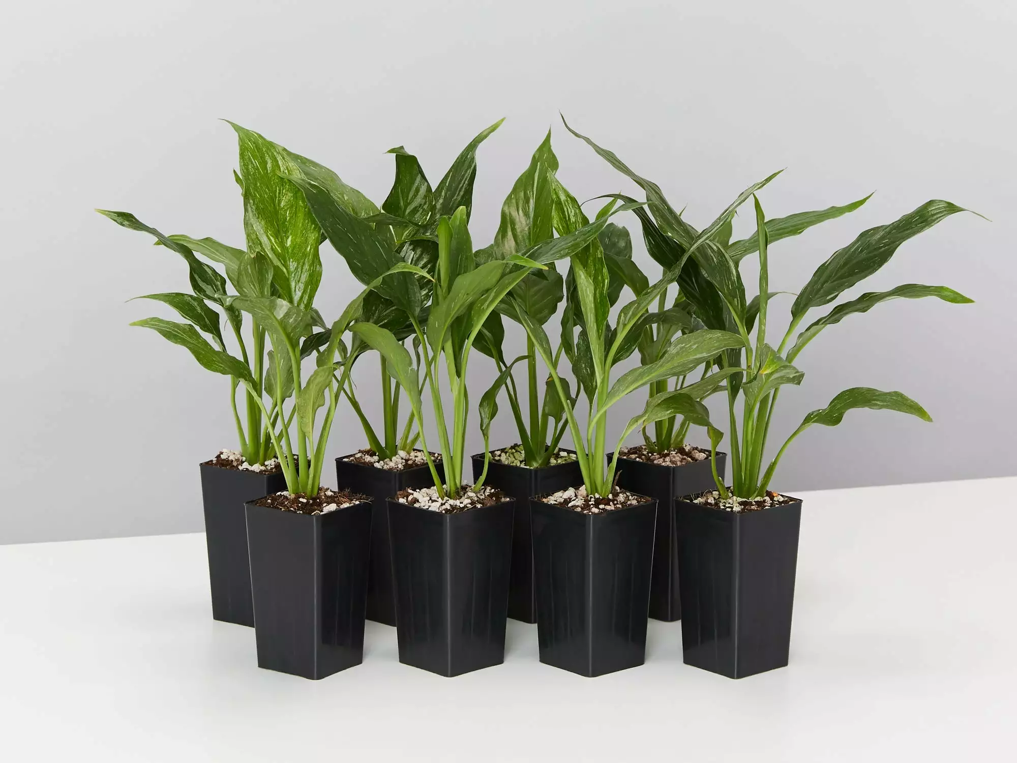 Peace Lily - Jet Diamond Variegated Leaf 3 Peace Lily - Jet Diamond Variegated Leaf