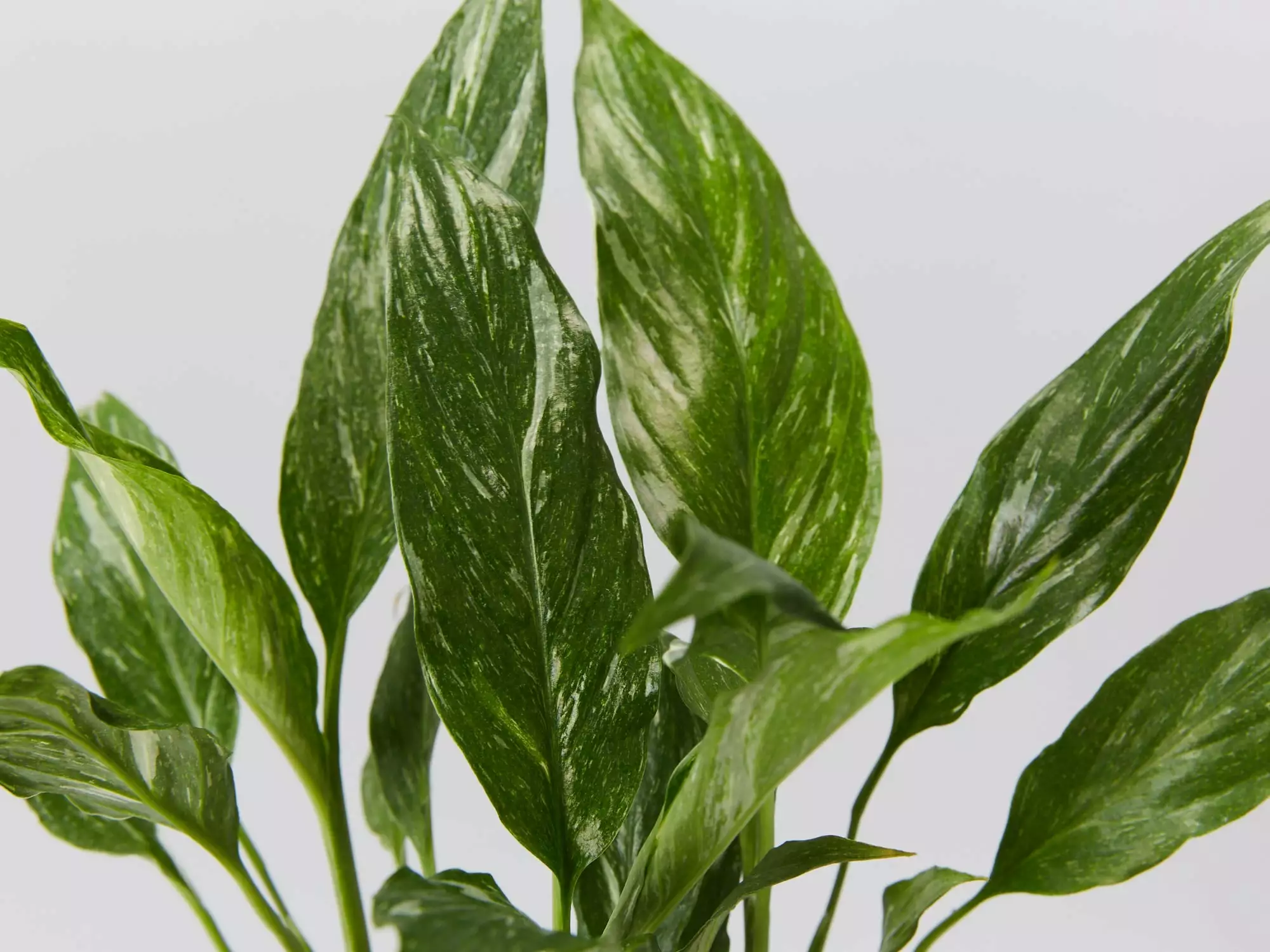 Peace Lily - Jet Diamond Variegated Leaf 4 Peace Lily - Jet Diamond Variegated Leaf - Image 2