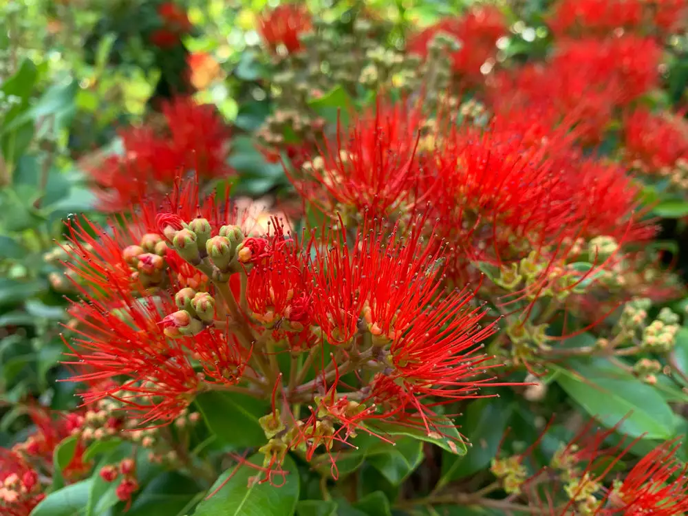 Metrosideros Spring Fire 4 Metrosideros Spring Fire - Image 2