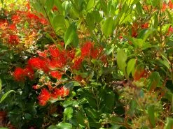 Metrosideros Spring Fire 12 Metrosideros Spring Fire -Plants in a Box Sales Shop SpringFire02 7a1395f6 fa9b 409a 9790 4dd0d1e192a8