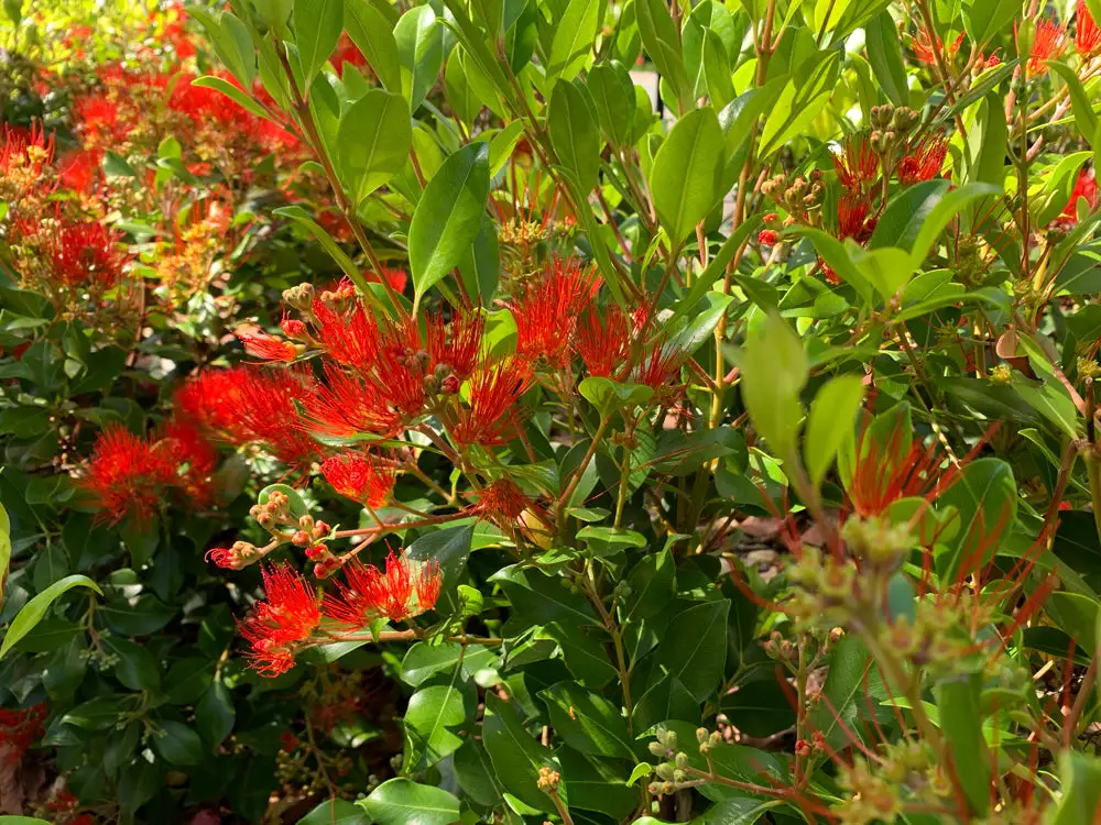 Metrosideros Spring Fire 6 Metrosideros Spring Fire - Image 4