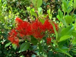 Metrosideros Spring Fire 14 Metrosideros Spring Fire -Plants in a Box Sales Shop SpringFire03 f8dff181 2ec7 43cd 8557 61c7f85b4649