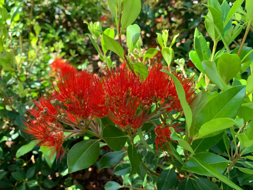 Metrosideros Spring Fire 8 Metrosideros Spring Fire - Image 6