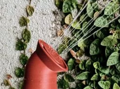 Sprout Water Bottle Attachment For Plants -Plants in a Box Sales Shop Sprout 1s