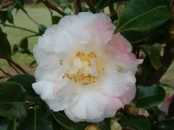 Camellia Star Above Star (white Flower) -Plants in a Box Sales Shop Star 20Above 20Star