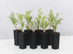 Stenocarpus Angustifolius Doreen